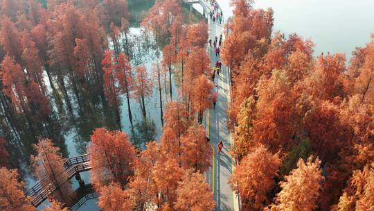临安青山湖水杉林秋季大量人群休闲旅游航拍