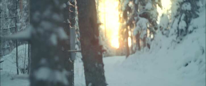 雪，冰，森林，裸树