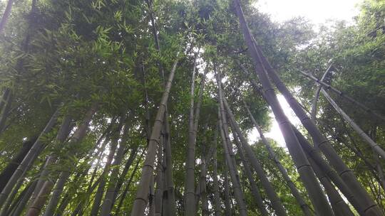 实拍大自然绿色植物鲜花昆虫