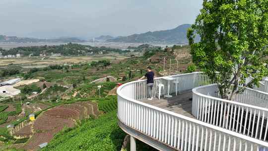 航拍福建宁德福鼎茶山白茶祖地