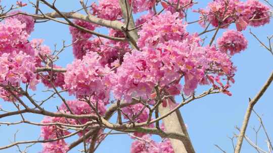 粉花风铃木 紫花风铃木 蓝天 0128