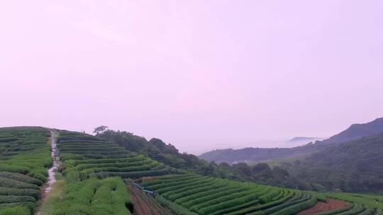 茶园 茶叶 种植 茶田 航拍茶园 农业 采茶