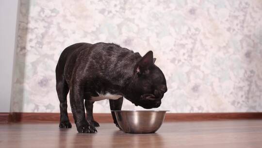地板上碗里吃狗粮的小狗