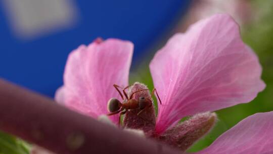 【镜头合集】微距桃花上的红蚂蚁昆虫视频素材模板下载