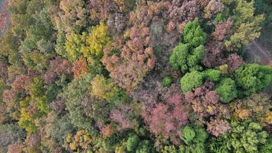 四川德阳罗江区附近山林秋色