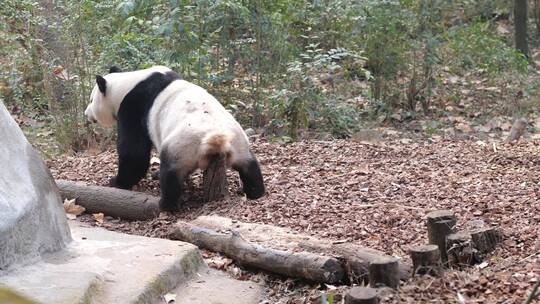 大熊猫 熊猫 动物园 可爱视频素材模板下载