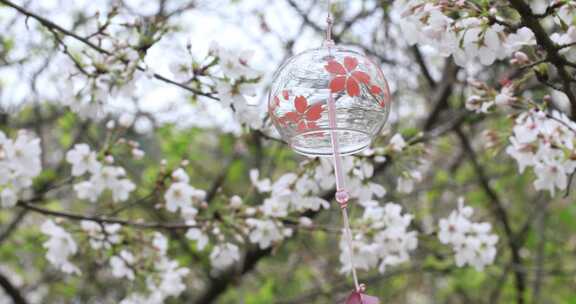 悬挂在樱花树上的美丽玻璃风铃随风轻轻摇摆