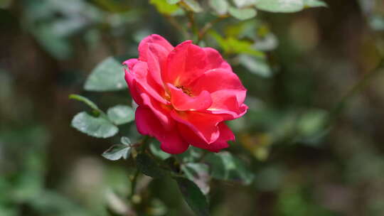 玫瑰花/月季/盛开的花朵