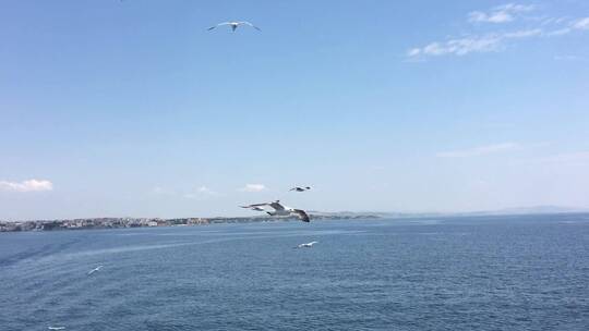 海鸥在海上飞翔