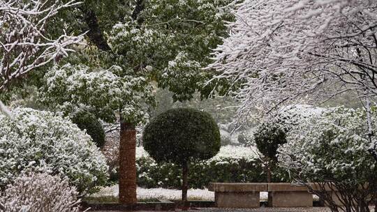 寒冷冬季公园绿化树木大雪空境升格