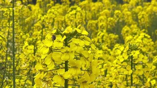 油菜花蜜蜂采蜜