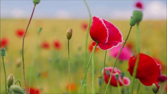 蜜蜂飞来红花丛中采蜜