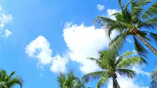 海南三亚蓝天白云下随风摇曳的椰子树
