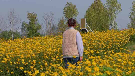 粉黛花海秋游赏花