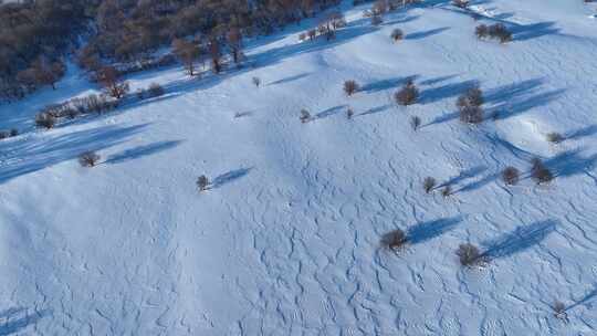 航拍雪原疏林风景