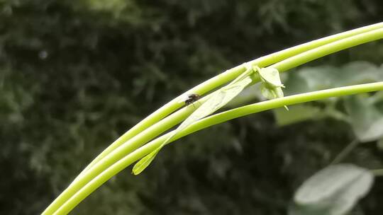 苍蝇特写