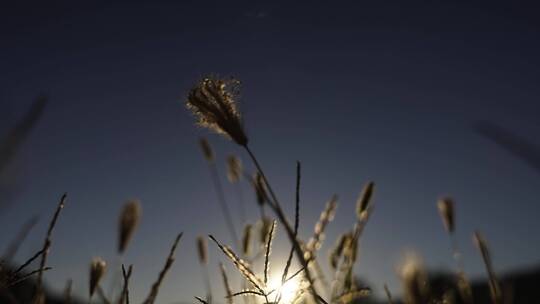 立秋森林植物夕阳绿色树林三叶草麦穗