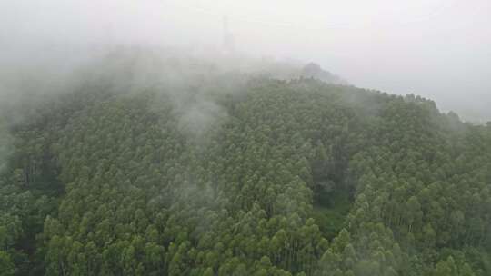 雾气笼罩的茂密山林全景