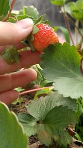 摘草莓竖版  草莓 水果 农田 田园