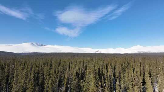 白雪覆盖的山脉附近的绿树