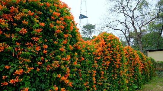 炮仗花藤蔓 爬墙植物爬满围墙