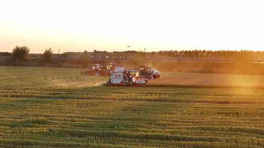 夕阳下收割机在稻田收割水稻