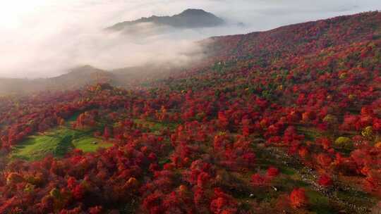 4K秋天五花山吉林东北秋景日出云海云雾逆光