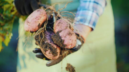 农民戴着手套拿着挖出的马铃薯