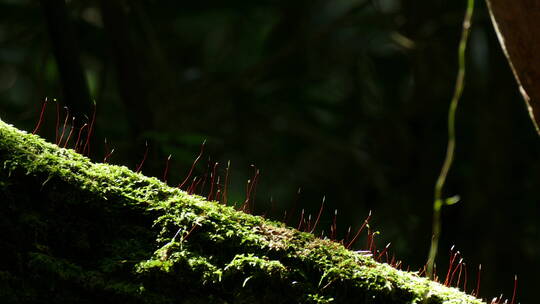 树干上的苔藓微观苔藓大自然苔藓