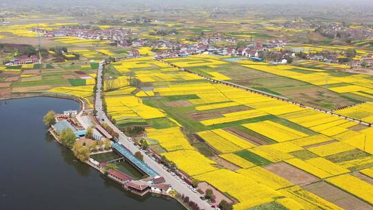 陕西汉中油菜花皇塘景区风光