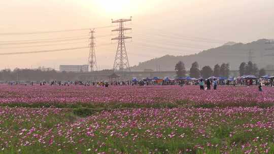 中国广东省中山市南朗街道崖口花海