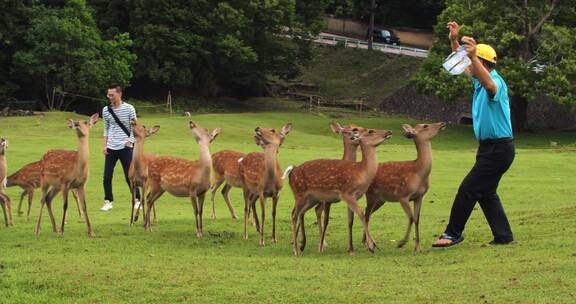 日本奈良公园里的可爱小鹿追着游客要食物