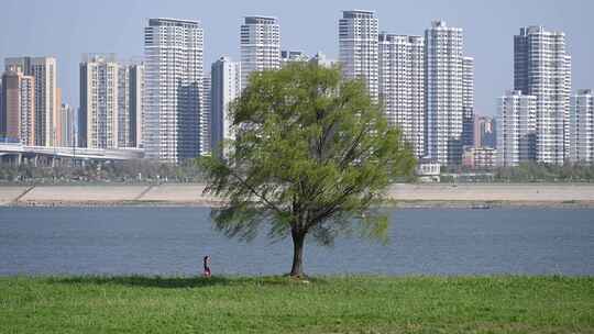 城市江边草坪大树