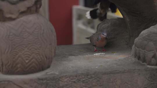 成都文殊院佛教寺庙