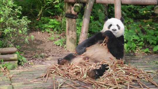 可爱的大熊猫吃竹笋。令人惊叹的野生动物
