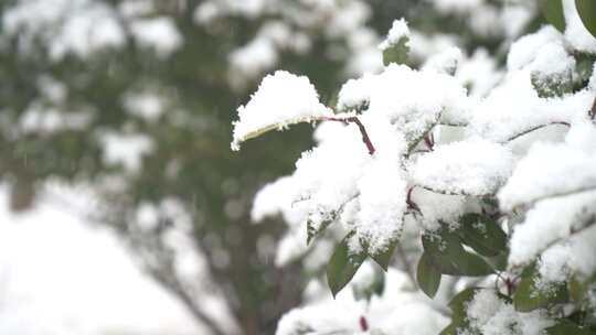 冬天大雪雪景下雪