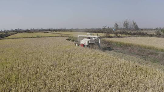 航拍联合收割机机械化收割稻谷近景特写