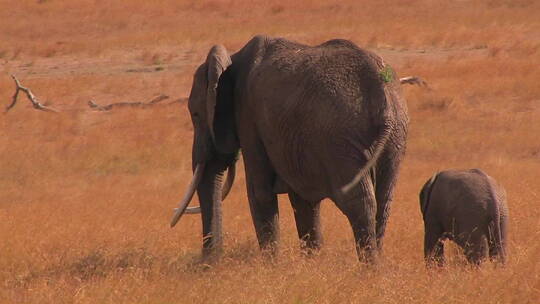 非洲稀树草原上的母象和小象