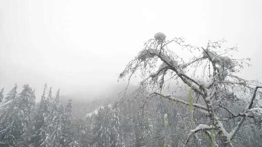 雪，冬天，河，西伯利亚哈士奇