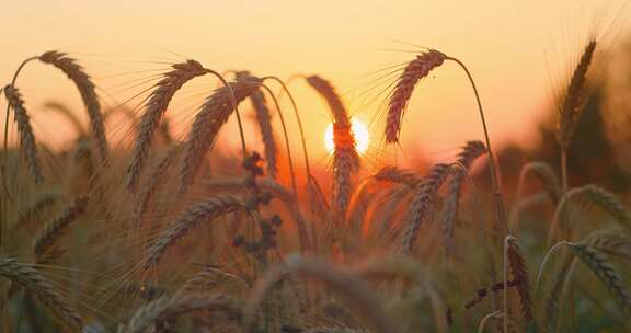 小麦，燕麦，田野，日落