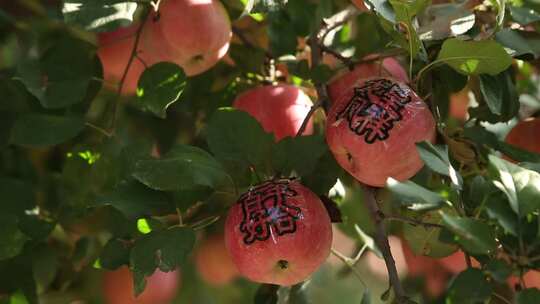 苹果 苹果树 贴字苹果 喜结良缘 夏天 阳光