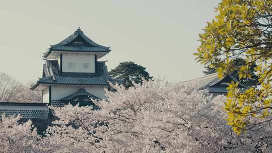 樱花树，樱花与城堡景观在金泽，日本-低角