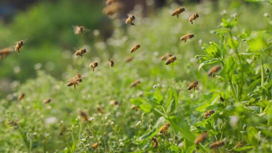 蜂群在养蜂场飞舞的慢镜头