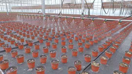 大型花卉种植温室自动喷淋喷灌系统视频素材模板下载