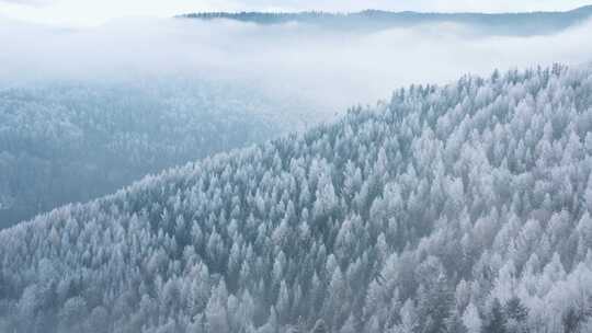 被雪覆盖的森林