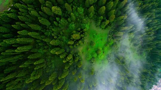 云海中的原始森林