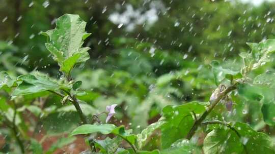 雨水落在植物上，用索尼a7s慢动作延时拍摄