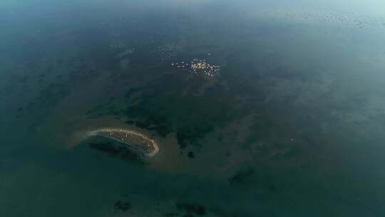 火烈鸟一起在空中飞过水面