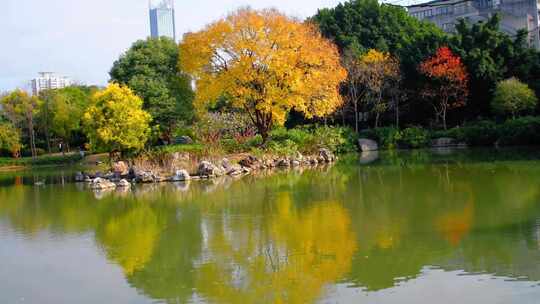 湖水倒映多彩树木的城市公园美景