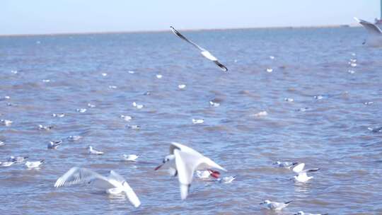 海面上海鸥飞翔